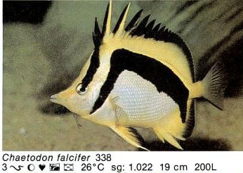 Chaetodon falcifer